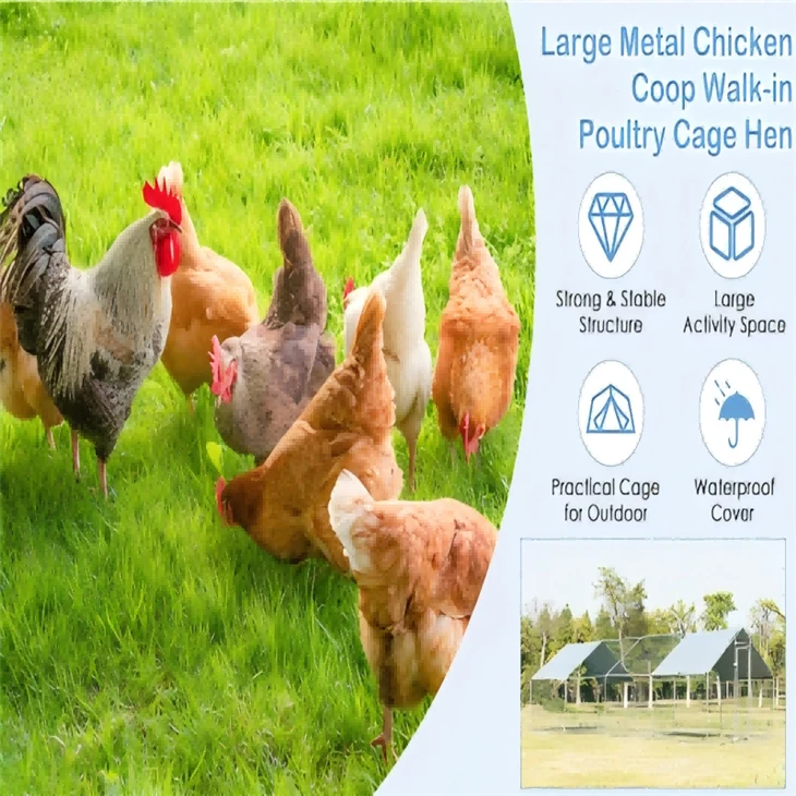 Extra Large Chicken Run